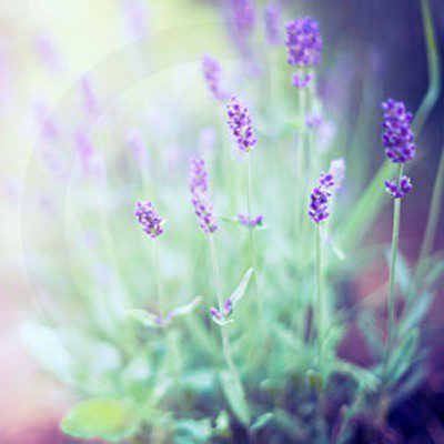 french-lavender-fragrance