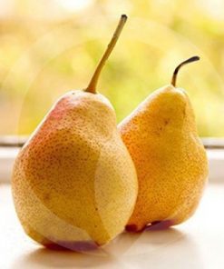 french pear fragrance