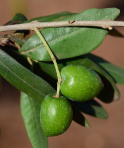 thyme and olive leaf fragrance