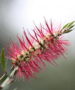 Australian Florals & Honey fragrance