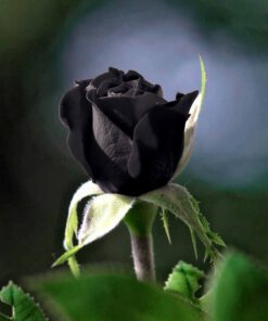 Black Rose & Oud Fragrance