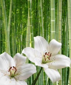 bamboo and white lily fragrance