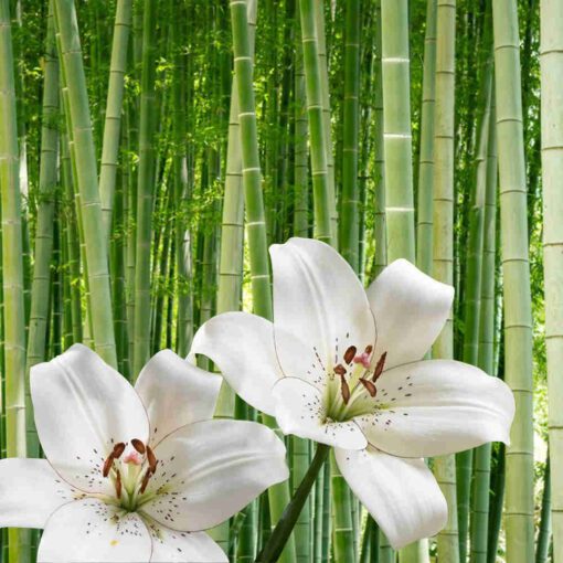 bamboo and white lily fragrance